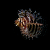 Juvenile Lion Fish, Liquid Dumaguete Dauin, Philippines