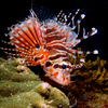 Lion Fish, Puerto Galera, iDive, Mindoro, Philippines