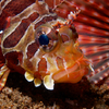 Lion Fish, Puerto Galera, iDive, Mindoro, Philippines