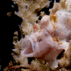 Frog Fish, Liquid Dumaguete Dauin, Philippines