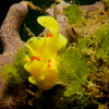 Frog Fish, Liquid Dumaguete Dauin, Philippines