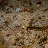 Crocodile Fish, Puerto Galera, iDive, Philippines