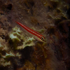 Coral Goby, Liquid Dumaguete Dauin, Philippines