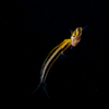Coral Gobys, Liquid Dumaguete Dauin, Philippines