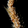 Coral Goby with Whip Coral, Puerto Galera, iDive, MIndoro, Philippines