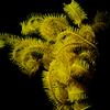 Feather Star, Puerto Galera, iDive, MIndoro, Philippines