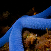 Sea Star, Puerto Galera, iDive, MIndoro, Philippines