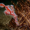 Ornate Ghost Pipe Fish, Liquid Dumaguete Dauin, Philippines