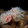 Christmas Tree Worms, Puerto Galera, iDive, MIndoro, Philippines