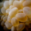 Bubble Coral, Puerto Galera, iDive, MIndoro, Philippines