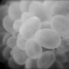 Bubble Coral, Puerto Galera, iDive, MIndoro, Philippines