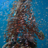 Glass Fish, Liquid Dumaguete Dauin, Philippines